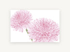 Soft Pink Pompom Pair, floral canvas wall art print, front view