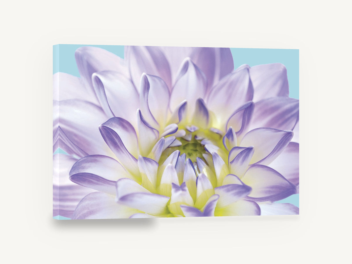 Lilac Dahlia Bloom, lilac dahlia close-up photograph, floral canvas wall art print ready to hang