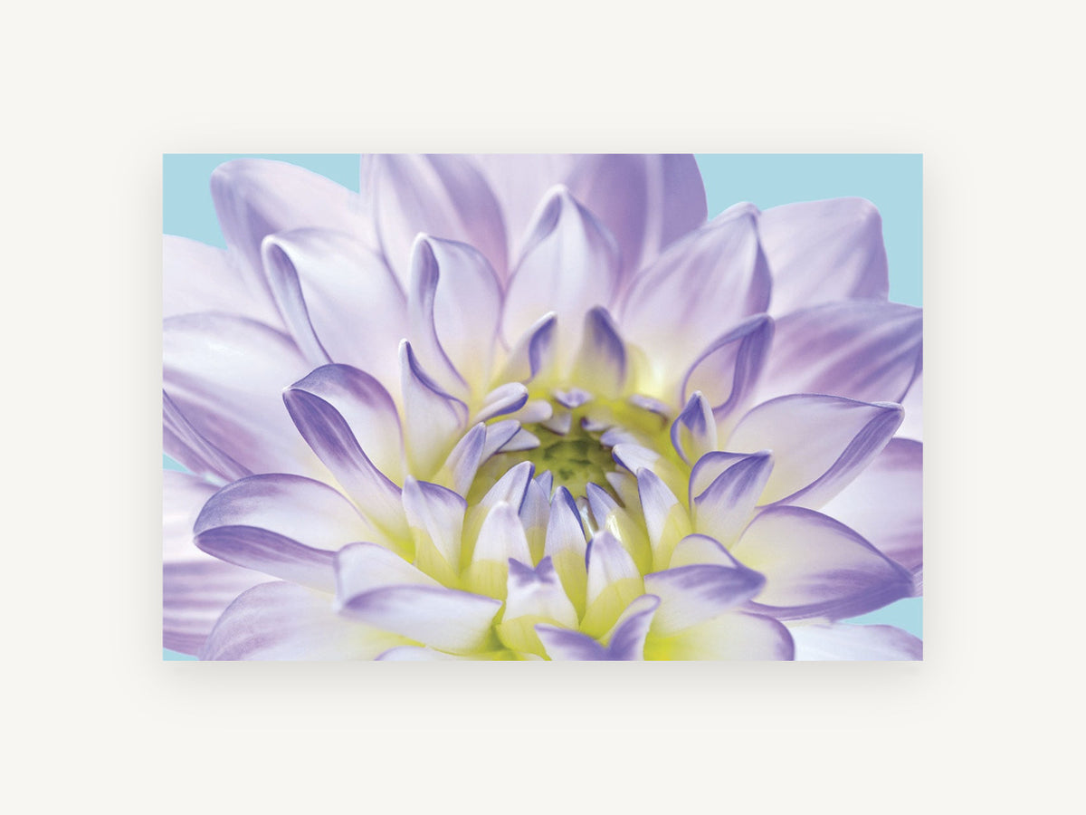 Lilac Dahlia Bloom, floral canvas wall art print, front view