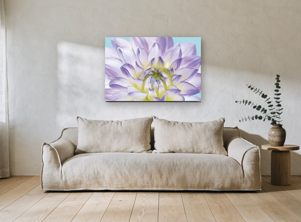 Lilac Dahlia Bloom floral canvas print on the wall of a living room