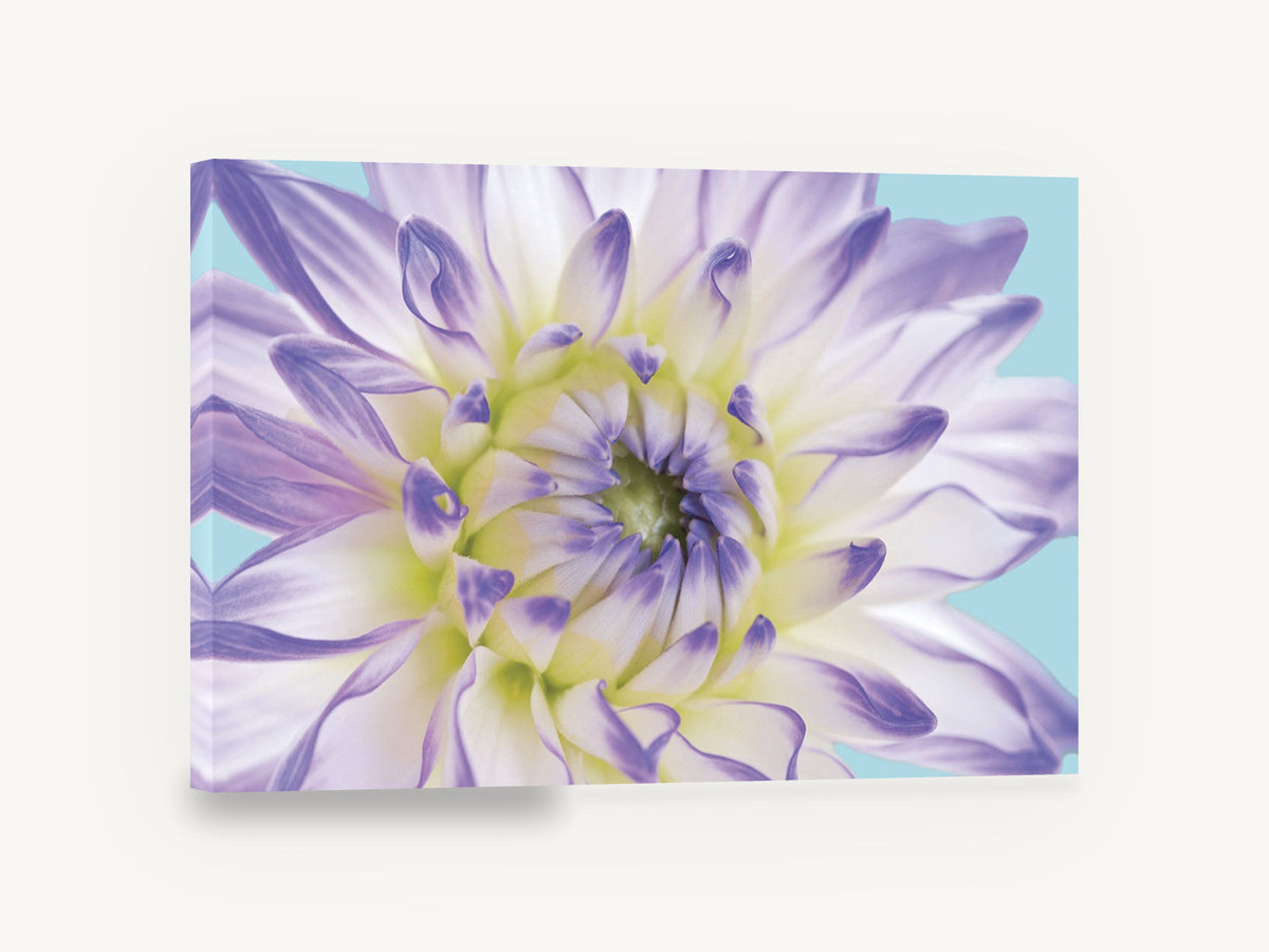 Lilac Dahlia Close, lilac dahlia flower close-up photograph, floral canvas wall art print ready to hang