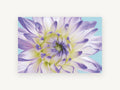 Lilac Dahlia Close, floral canvas wall art print, front view