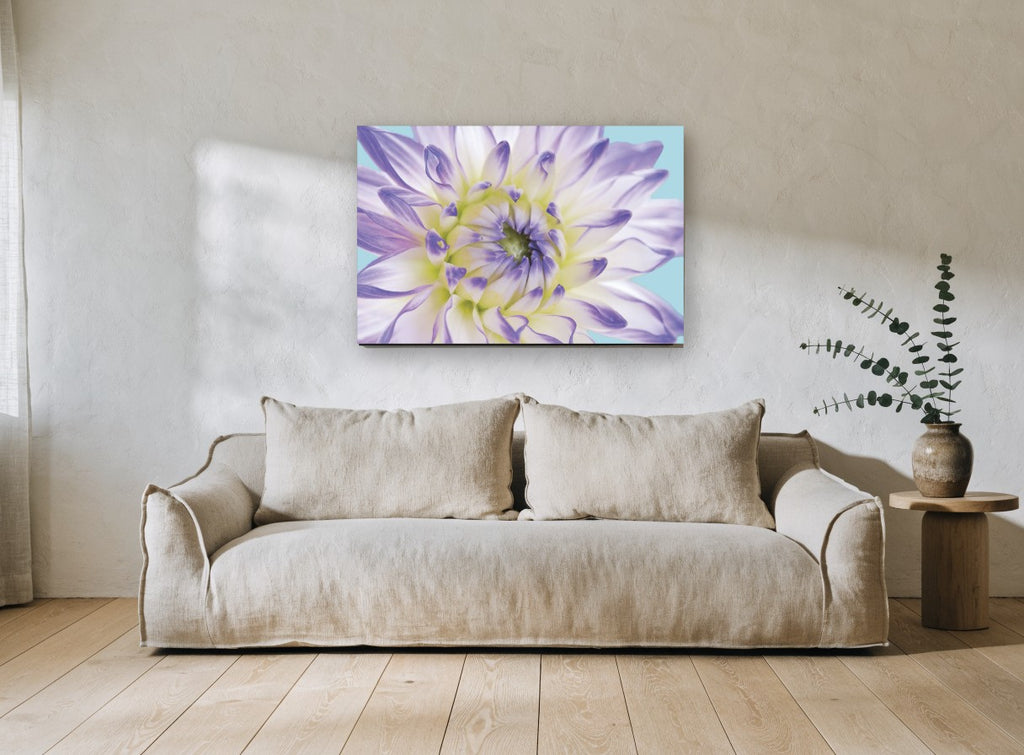 Lilac Dahlia Close floral canvas print on the wall of a living room
