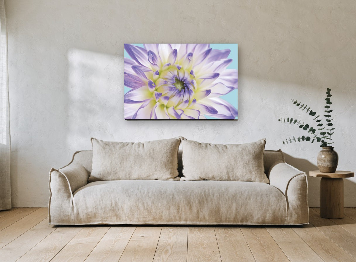 Lilac Dahlia Close floral canvas print on the wall of a living room