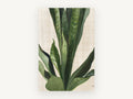Snake Plant on Linen, floral canvas wall art print, front view