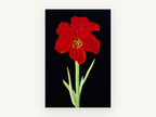 Scarlet Amaryllis on Black, floral canvas wall art print, front view