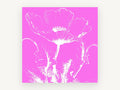 Pink Poppy Silhouette, floral canvas wall art print, front view
