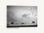 Mist Over the Paddock, misty countryside trees black and white photograph, landscape canvas wall art print ready to hang