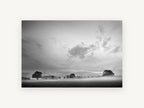 Mist Over the Paddock, misty countryside trees black and white photograph, landscape canvas wall art print, front view
