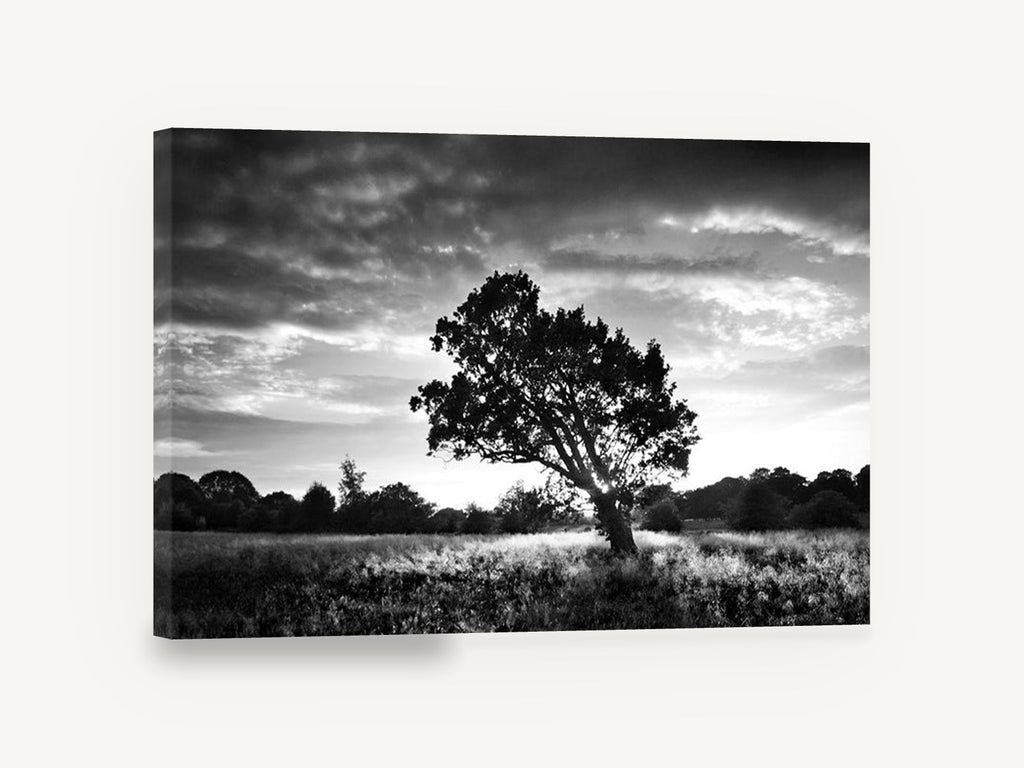 Backlit Oak Meadow, lone oak black and white photograph, landscape canvas wall art print ready to hang