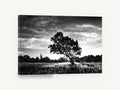 Backlit Oak Meadow, lone oak black and white photograph, landscape canvas wall art print ready to hang