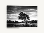Backlit Oak Meadow, lone oak black and white photograph, landscape canvas wall art print ready to hang