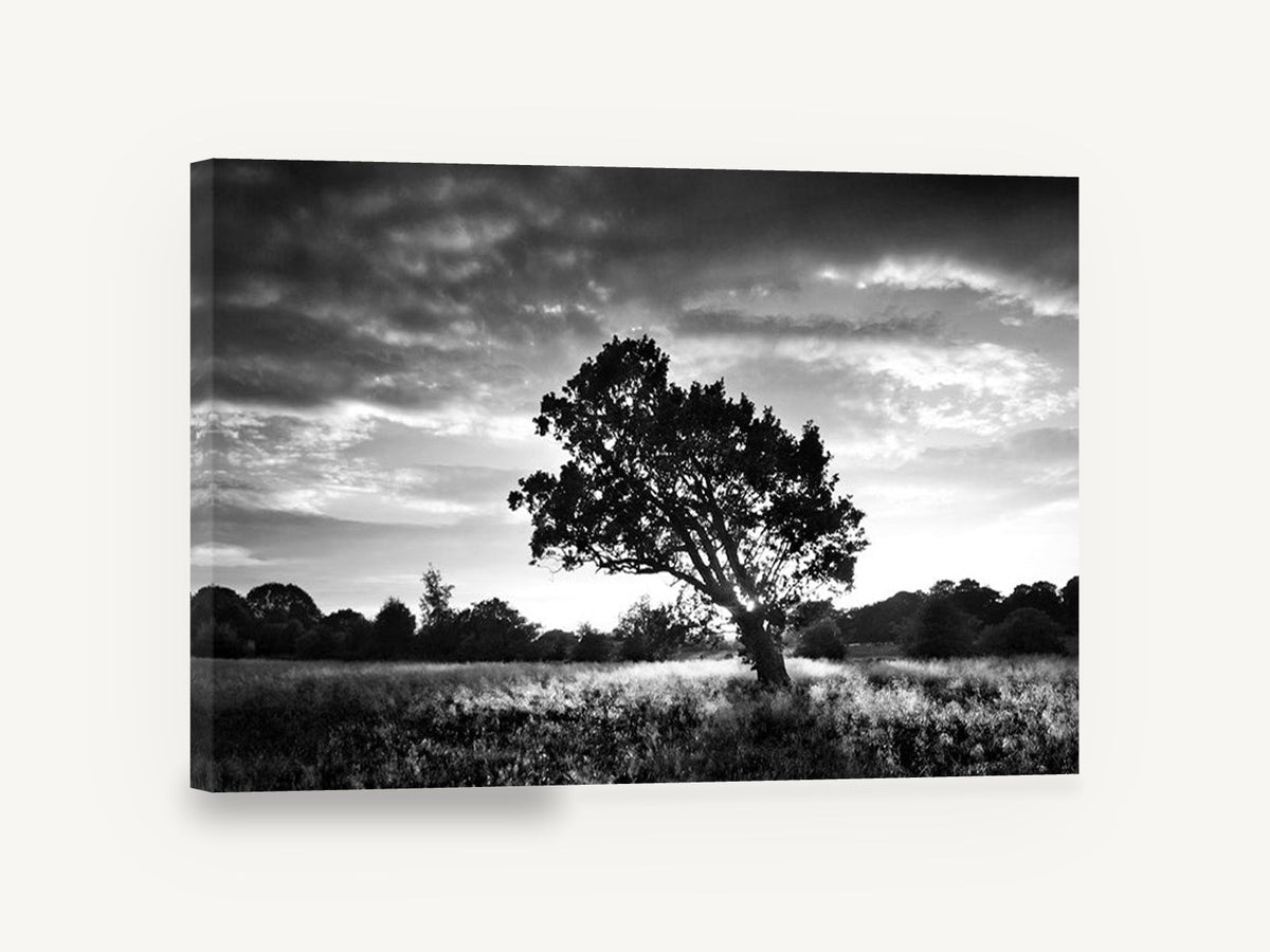 Backlit Oak Meadow, lone oak black and white photograph, landscape canvas wall art print ready to hang