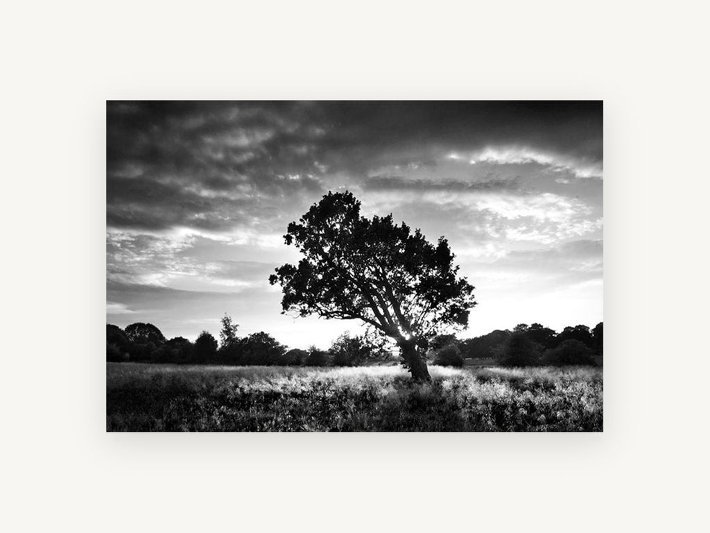 Backlit Oak Meadow, lone oak black and white photograph, landscape canvas wall art print, front view