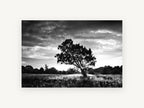 Backlit Oak Meadow, lone oak black and white photograph, landscape canvas wall art print, front view