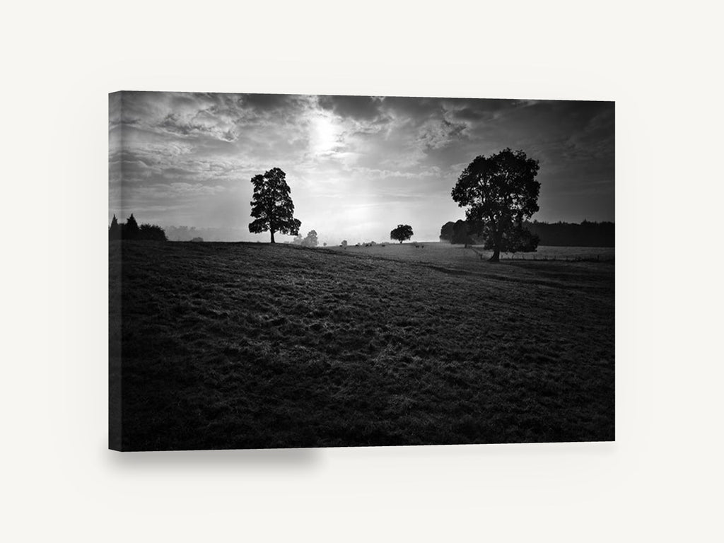Backlit Pasture Oaks, black and white pasture trees photograph, landscape canvas wall art print ready to hang