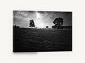 Backlit Pasture Oaks, black and white pasture trees photograph, landscape canvas wall art print ready to hang