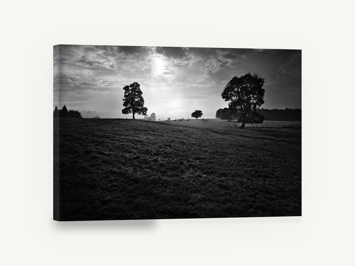 Backlit Pasture Oaks, black and white pasture trees photograph, landscape canvas wall art print ready to hang