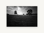 Backlit Pasture Oaks, black and white pasture trees photograph, landscape canvas wall art print, front view