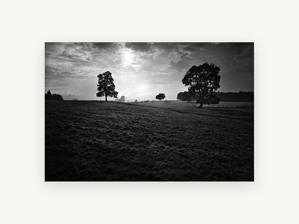 Backlit Pasture Oaks, black and white pasture trees photograph, landscape canvas wall art print, front view