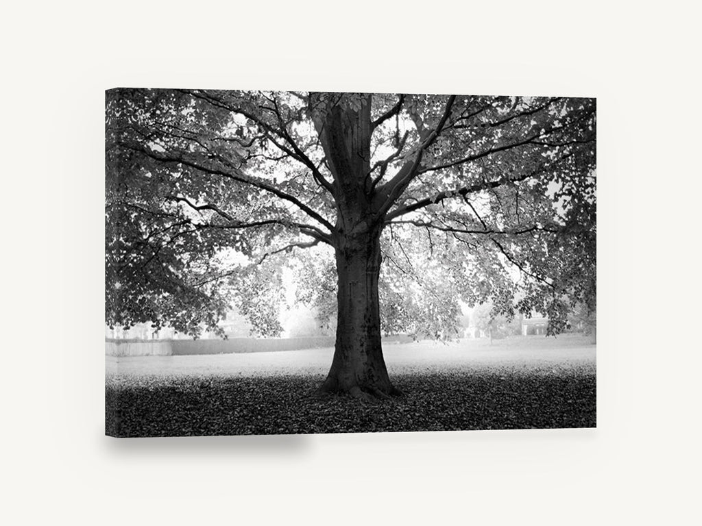 Beech Tree Canopy, black and white beech tree photograph, landscape canvas wall art print ready to hang