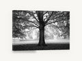 Beech Tree Canopy, black and white beech tree photograph, landscape canvas wall art print ready to hang