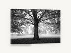 Beech Tree Canopy, black and white beech tree photograph, landscape canvas wall art print ready to hang