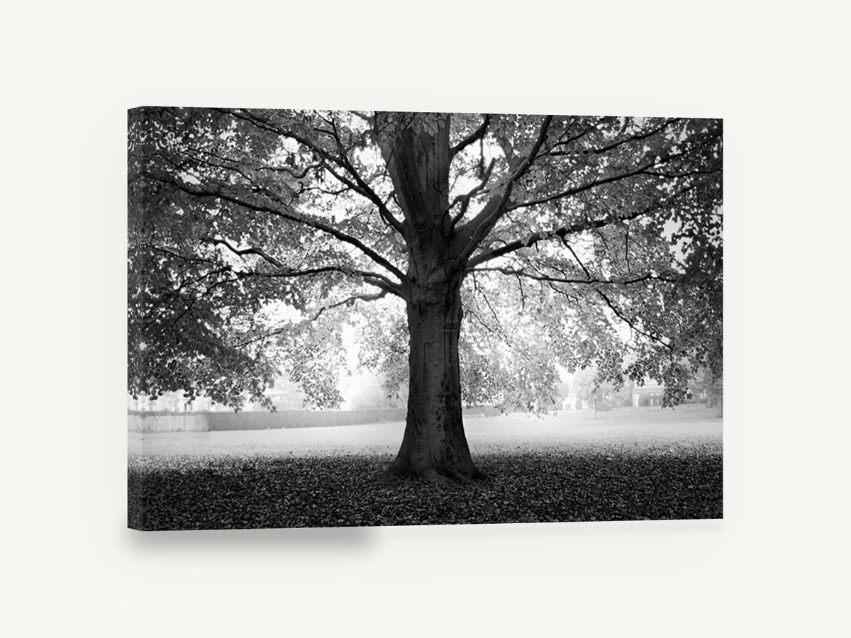 Beech Tree Canopy, black and white beech tree photograph, landscape canvas wall art print ready to hang