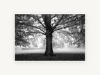 Beech Tree Canopy, black and white beech tree photograph, landscape canvas wall art print, front view