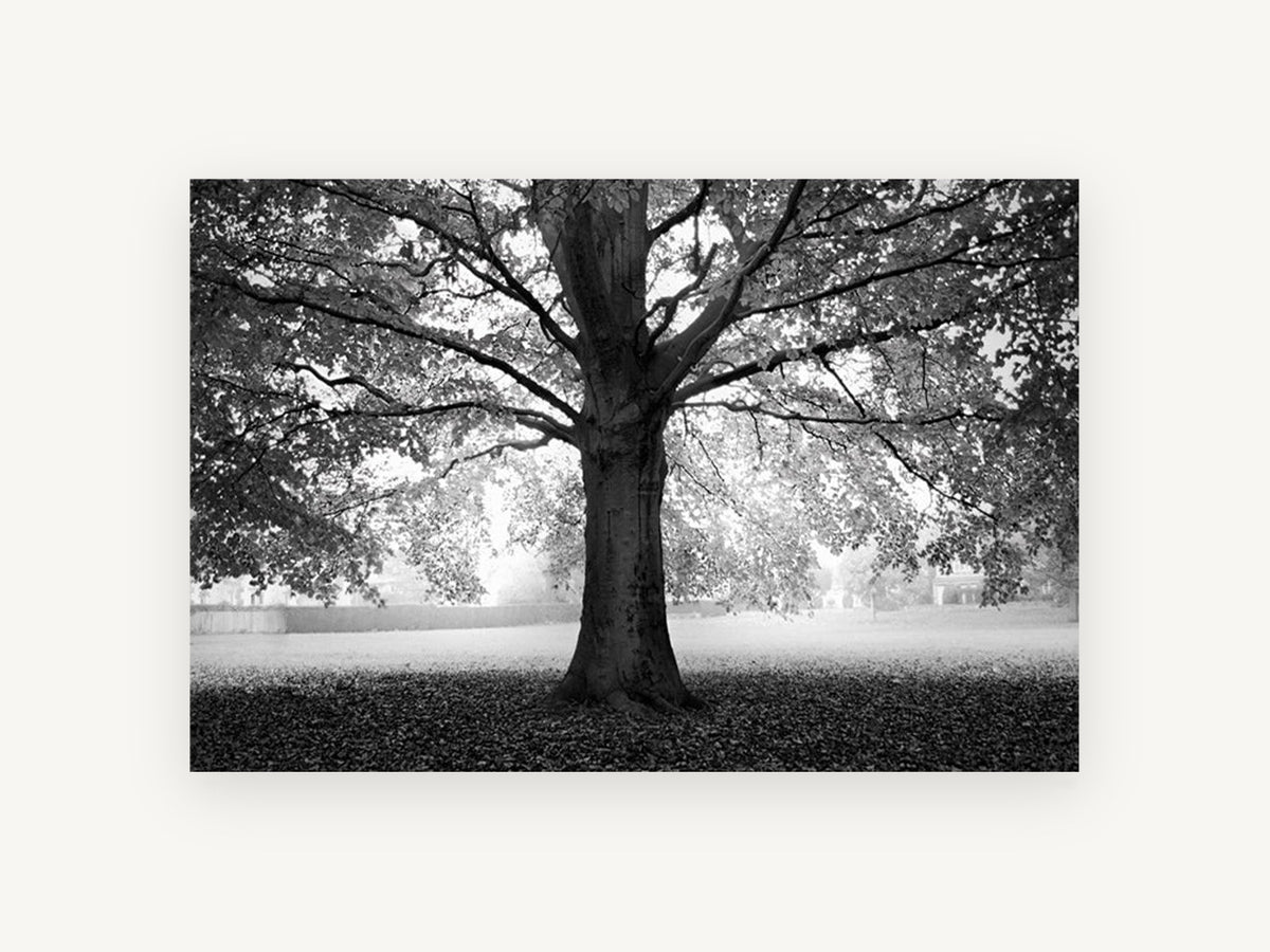 Beech Tree Canopy, black and white beech tree photograph, landscape canvas wall art print, front view