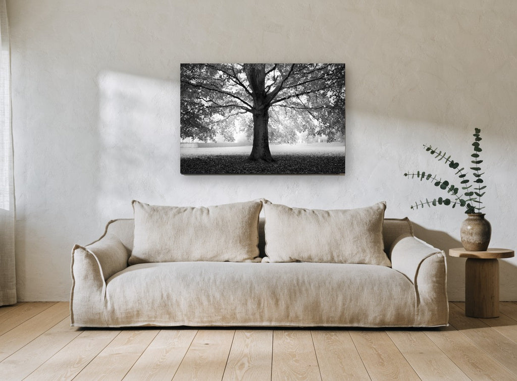 Beech Tree Canopy landscape canvas print on the wall of a living room