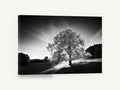 Backlit Oak Hillside, backlit oak tree black and white photograph, landscape canvas wall art print ready to hang