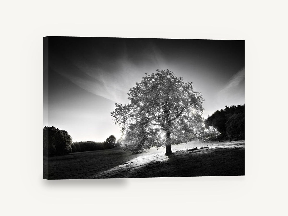 Backlit Oak Hillside, backlit oak tree black and white photograph, landscape canvas wall art print ready to hang