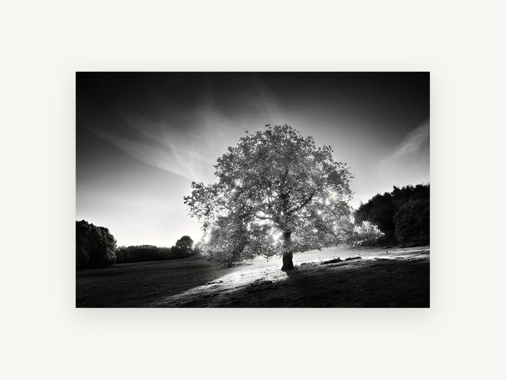 Backlit Oak Hillside, backlit oak tree black and white photograph, landscape canvas wall art print, front view