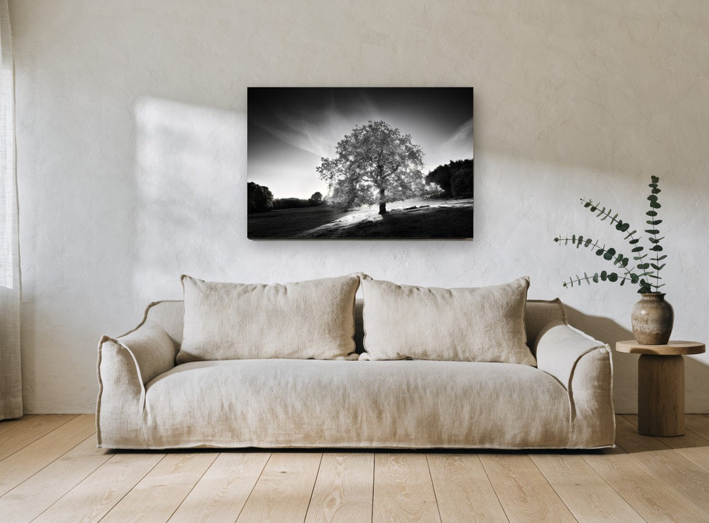 Backlit Oak Hillside landscape canvas print on the wall of a living room