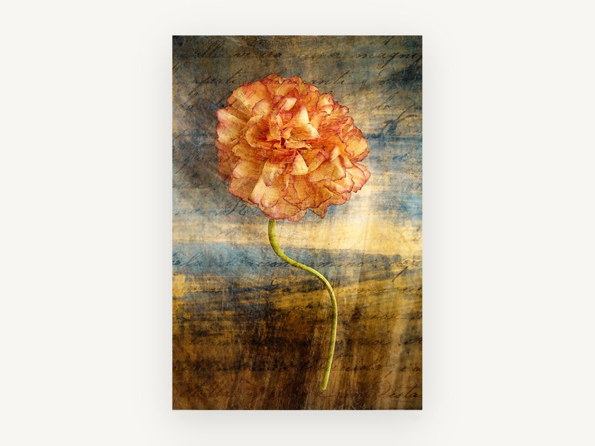 Script Ranunculus Stem, floral canvas wall art print, front view
