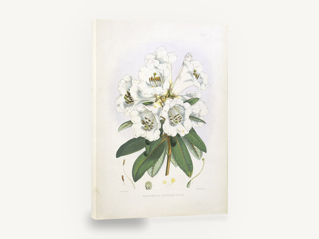 White Rhododendron Cluster, vintage white rhododendron botanical, stretched canvas wall art print ready to hang