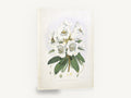 White Rhododendron Cluster, vintage white rhododendron botanical, stretched canvas wall art print ready to hang