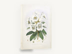 White Rhododendron Cluster, vintage white rhododendron botanical, stretched canvas wall art print ready to hang