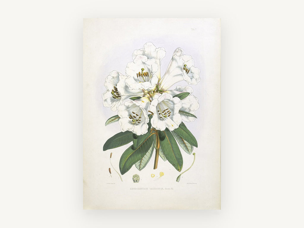 White Rhododendron Cluster, vintage canvas wall art print, front view