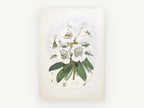 White Rhododendron Cluster, vintage canvas wall art print, front view