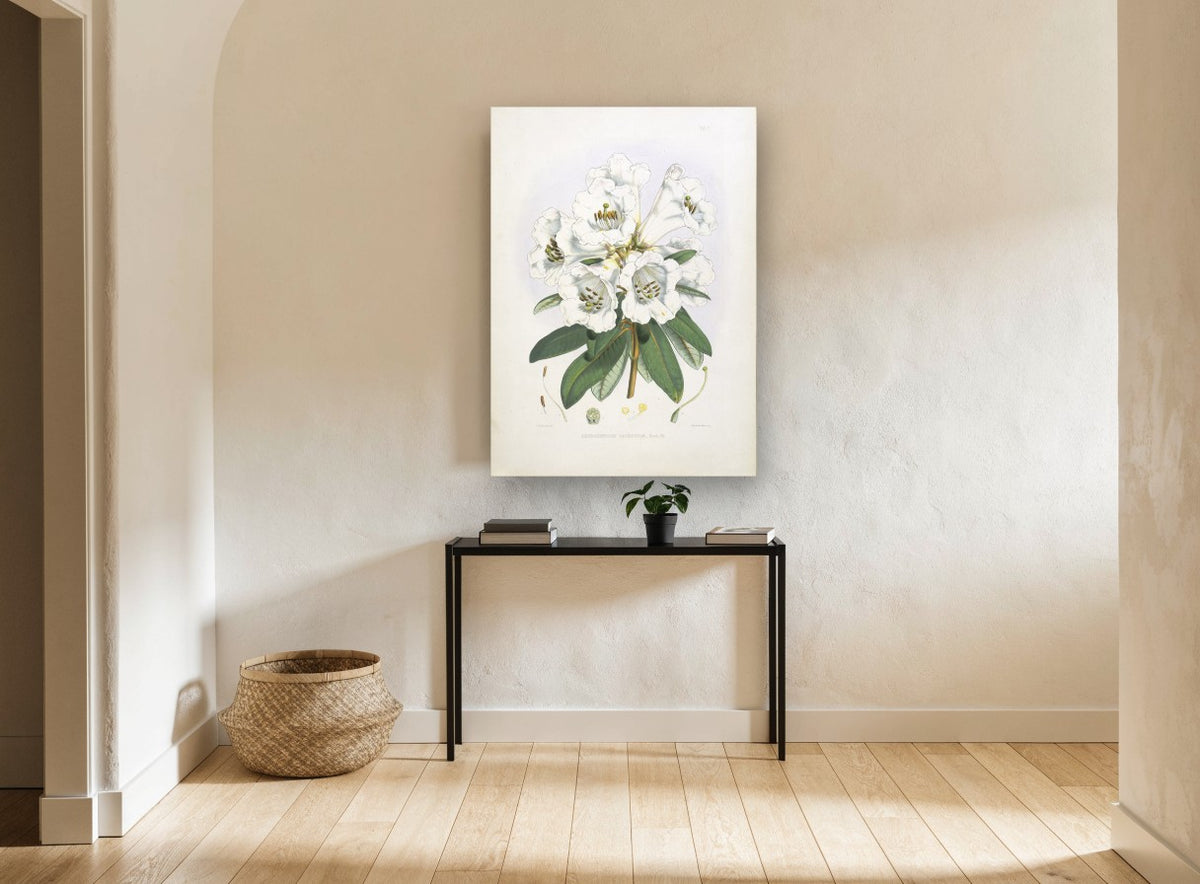 White Rhododendron Cluster vintage canvas print on the wall of a hallway