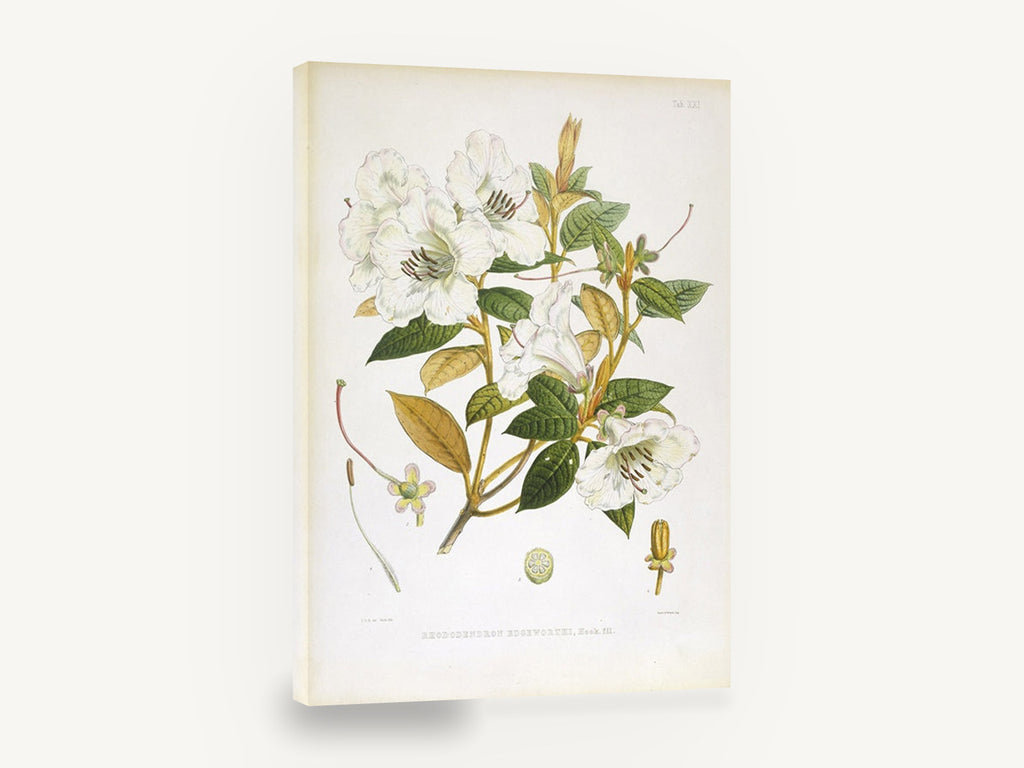 Ivory Rhododendron Spray, antique white rhododendron botanical, stretched canvas wall art print ready to hang