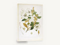Ivory Rhododendron Spray, antique white rhododendron botanical, stretched canvas wall art print ready to hang