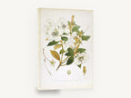 Ivory Rhododendron Spray, antique white rhododendron botanical, stretched canvas wall art print ready to hang