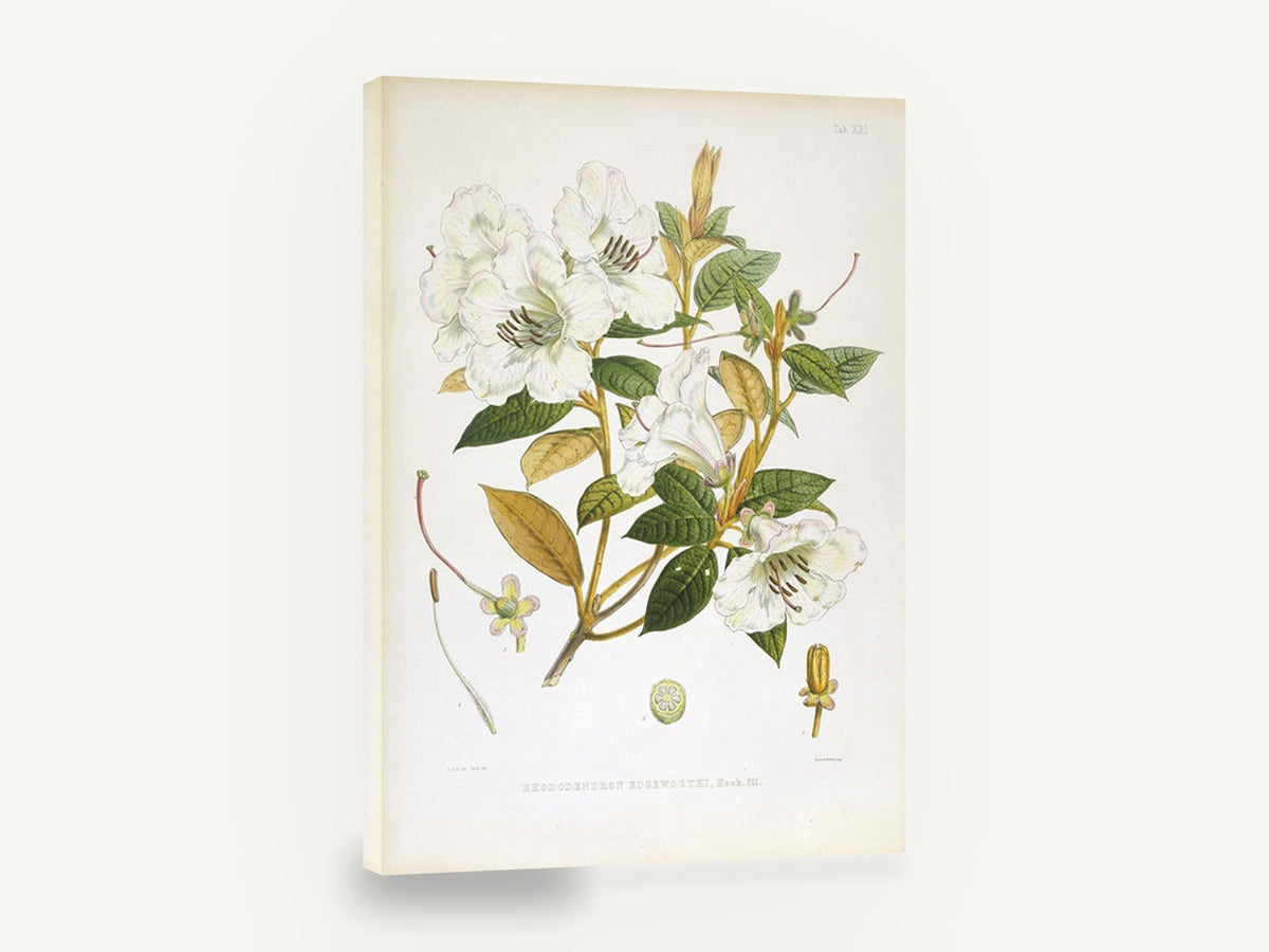 Ivory Rhododendron Spray, antique white rhododendron botanical, stretched canvas wall art print ready to hang