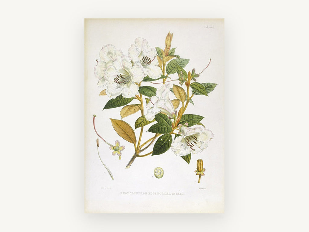 Ivory Rhododendron Spray, vintage canvas wall art print, front view