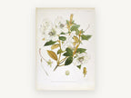 Ivory Rhododendron Spray, vintage canvas wall art print, front view