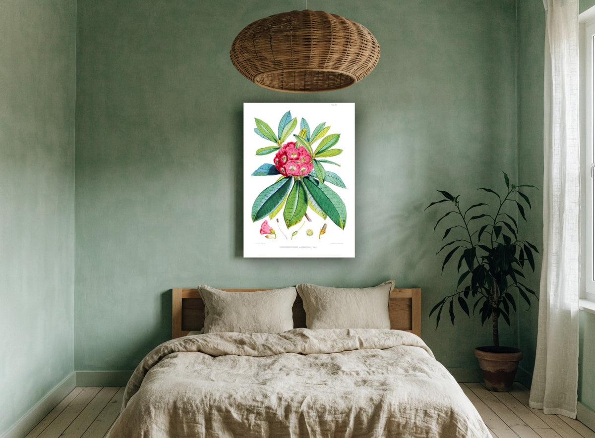 Crimson Rhododendron Study vintage canvas print on the wall of a bedroom