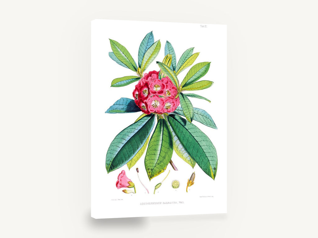 Crimson Rhododendron Study, antique rhododendron botanical illustration, stretched canvas wall art print ready to hang